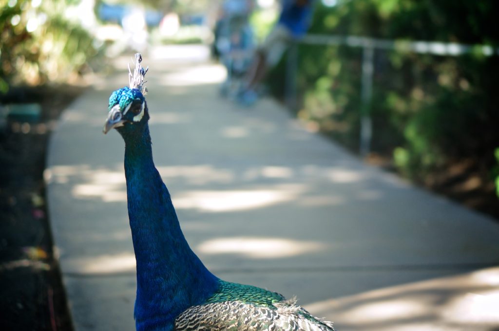 San Diego Zoo - Tynology