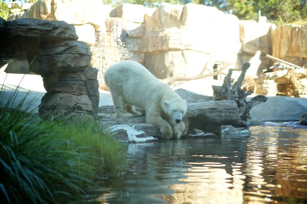 San Diego Zoo - Tynology